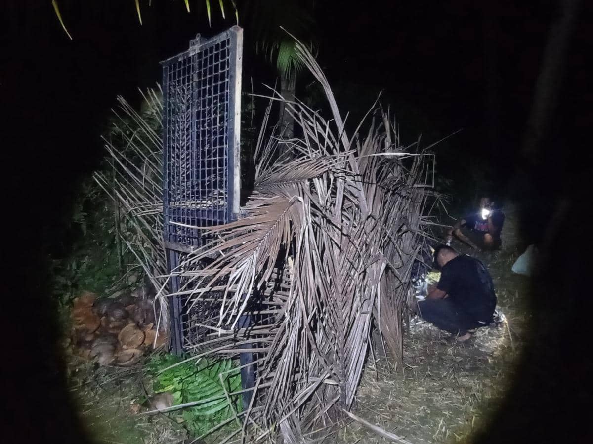 Beruang Madu Muncul di Tanggamus, BKSDA Pasang Kandang Jebak