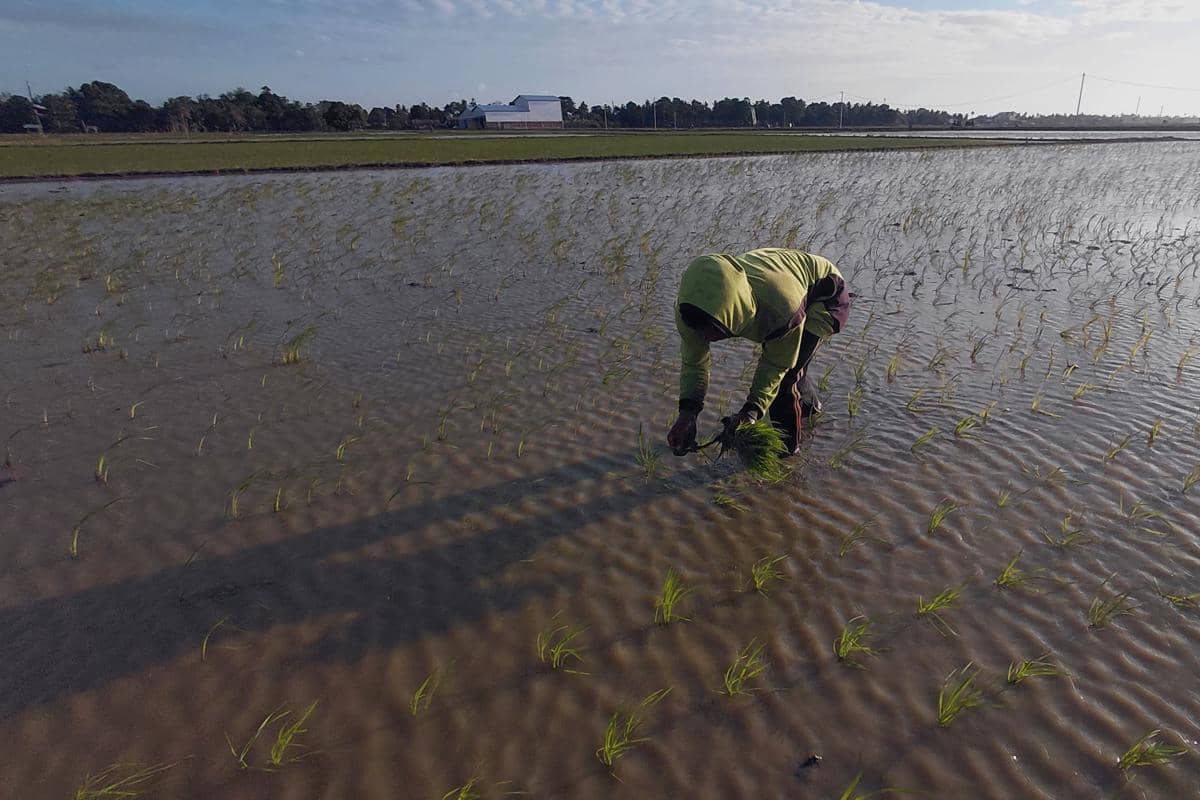 Seorang petani tengah menebar benih padi di areal persawahan Kelurahan Duampanua, Kecamatan Baranti, Kabupaten Sidenreng Rappang, Sulawesi S
