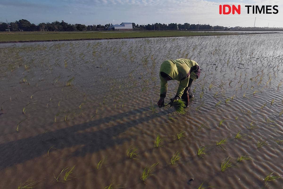 Dengan Listrik, Sawah di Sidrap Tak Lagi Menunggu Hujan