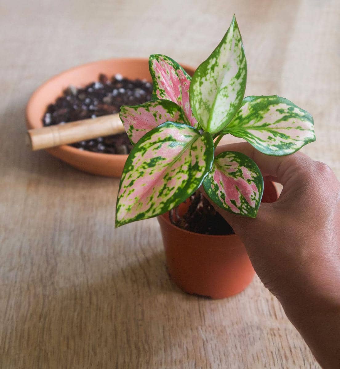 pexels-plantsandgraphics-9311882.jpg