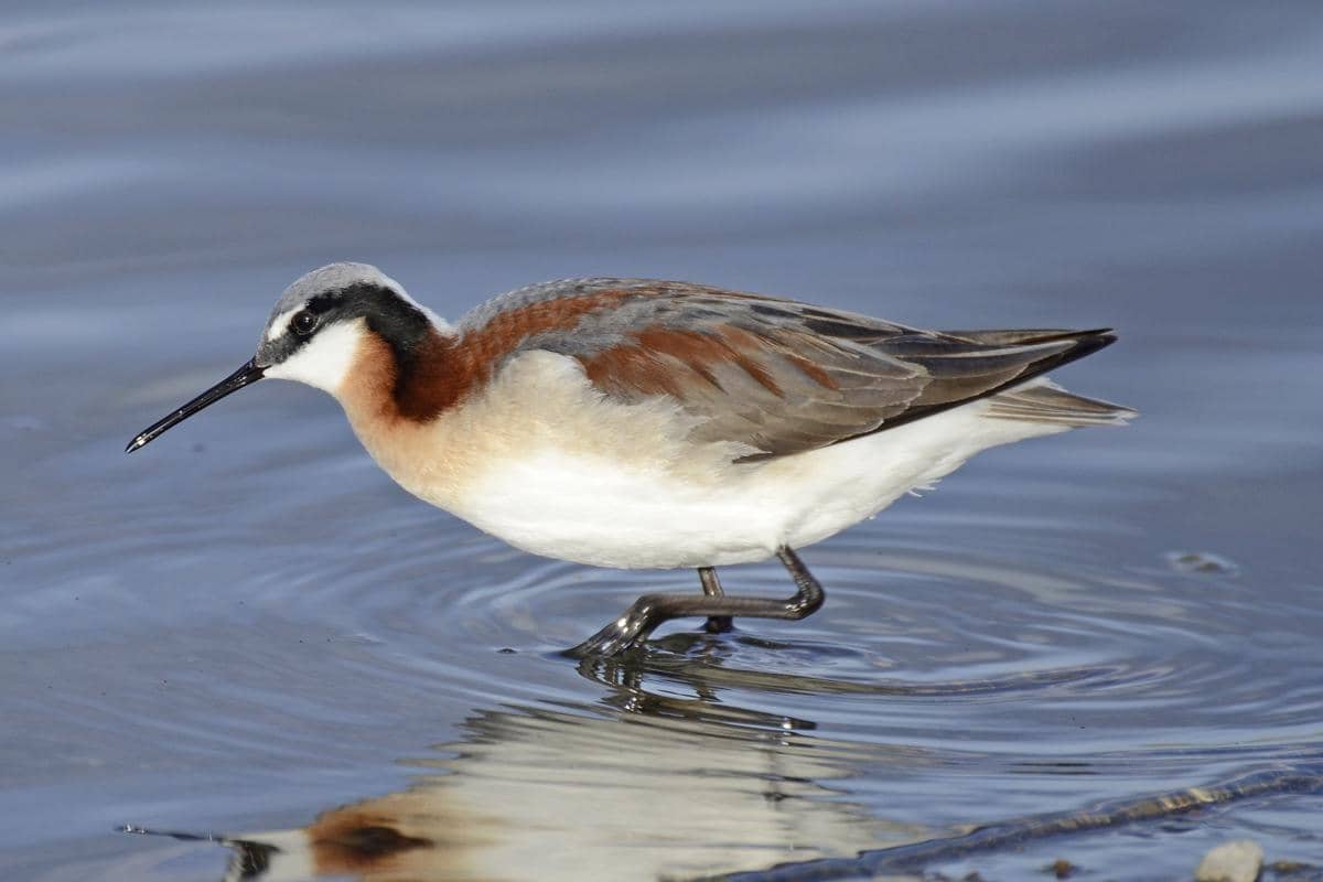 5 Fakta Wilson's Phalarope, Burung Migran yang Mengandalkan Danau Garam