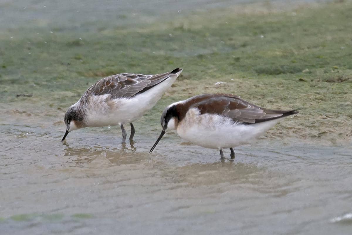 Wilson's Phalarope