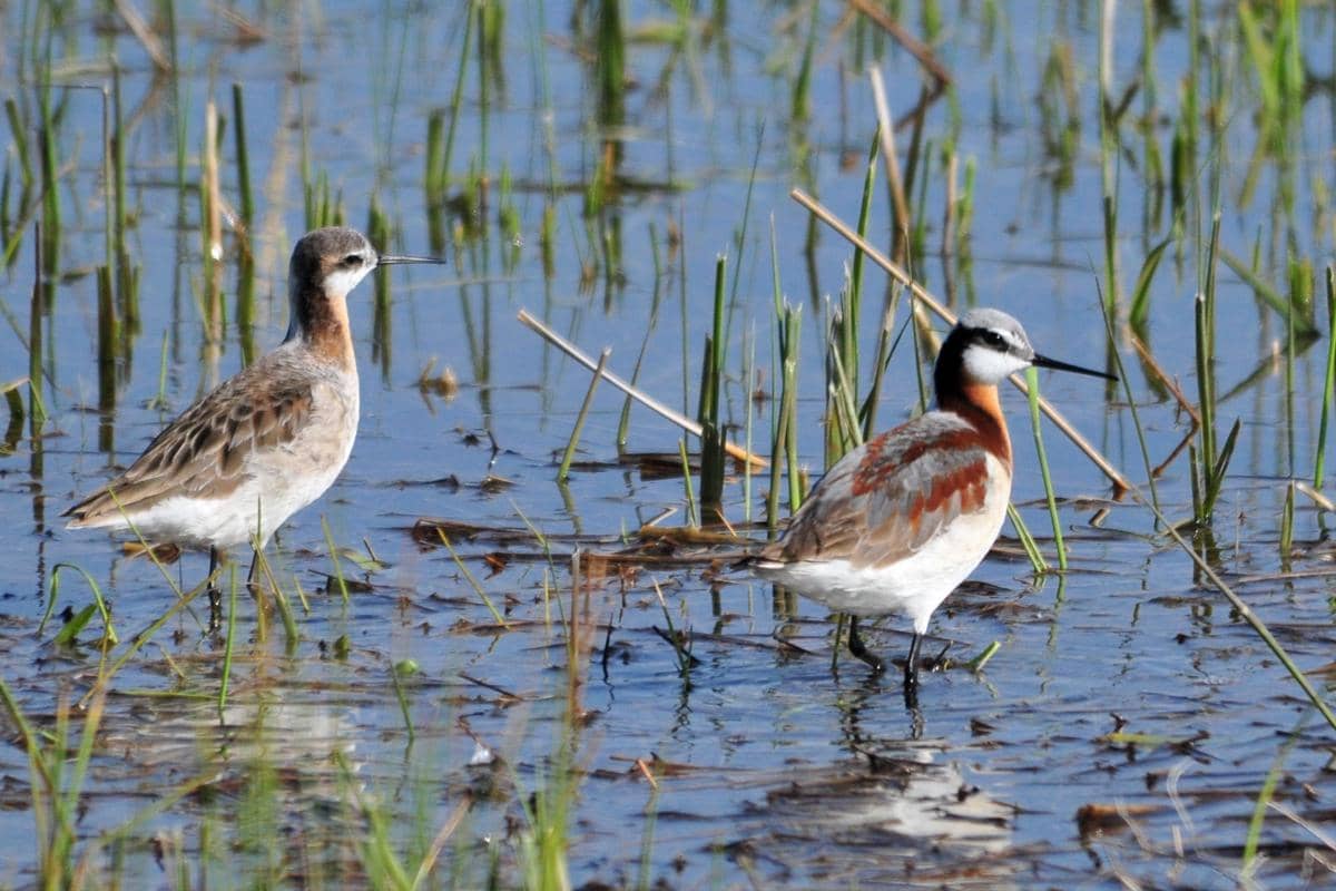 Wilson's Phalarope