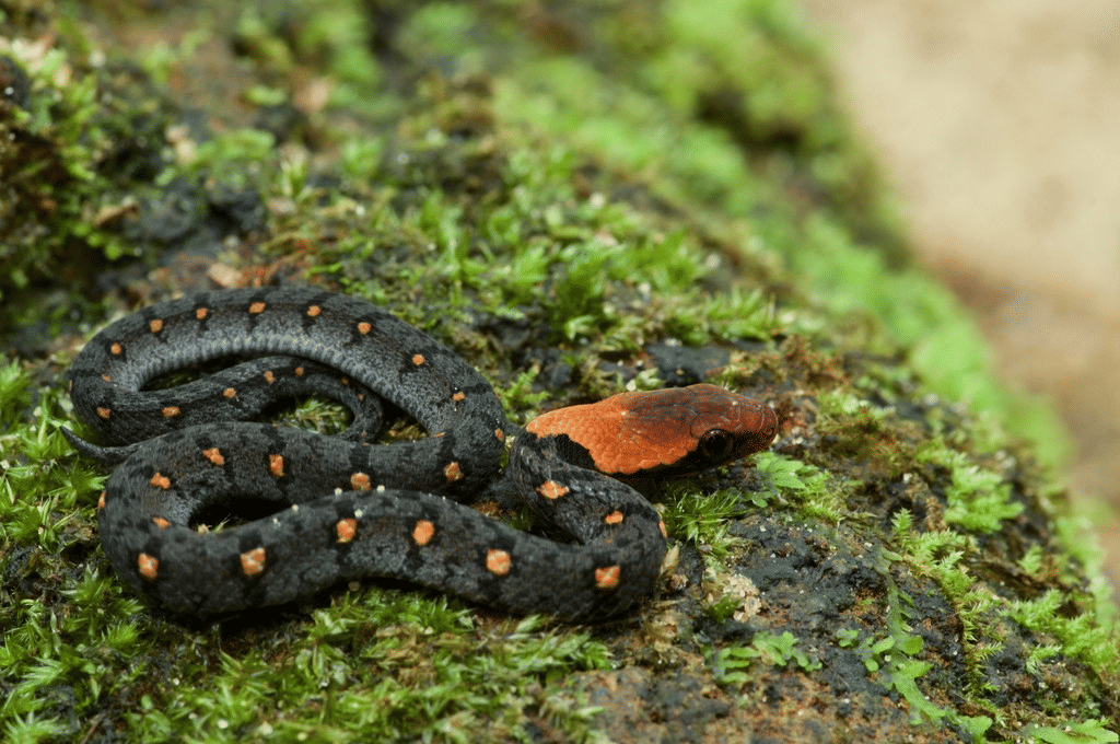 genus Rhabdophis
