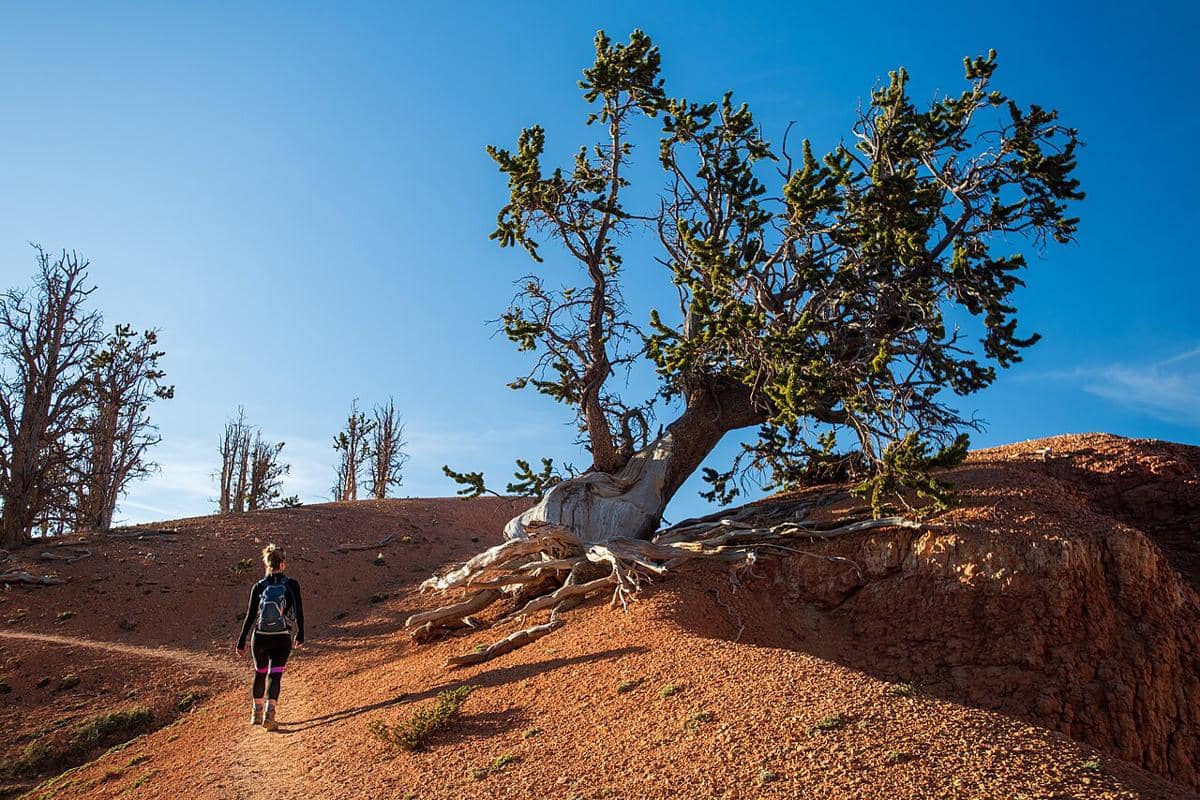 ilustrasi bristlecone 