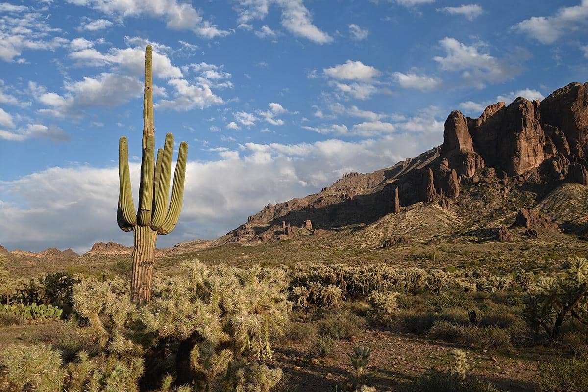 ilustrasi kaktus saguaro 