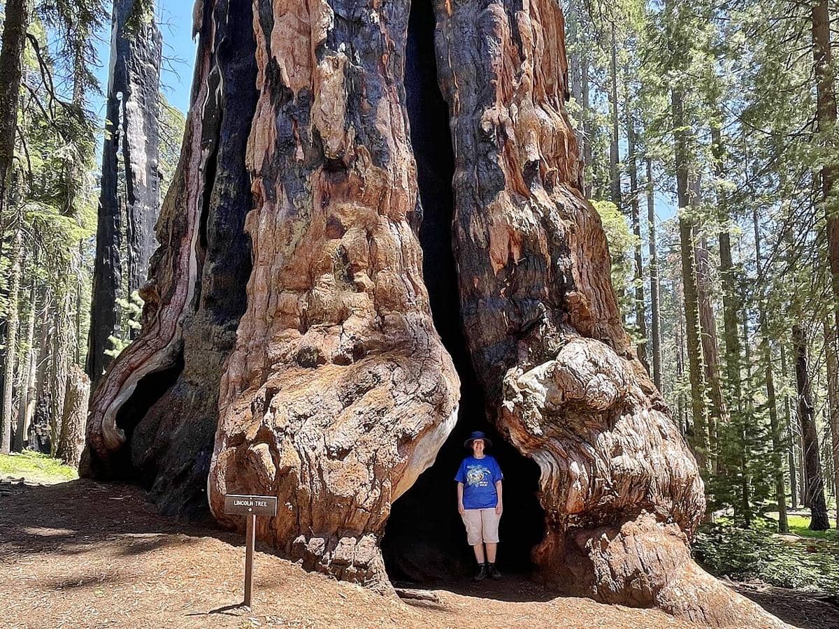 potret Sequoia National Park