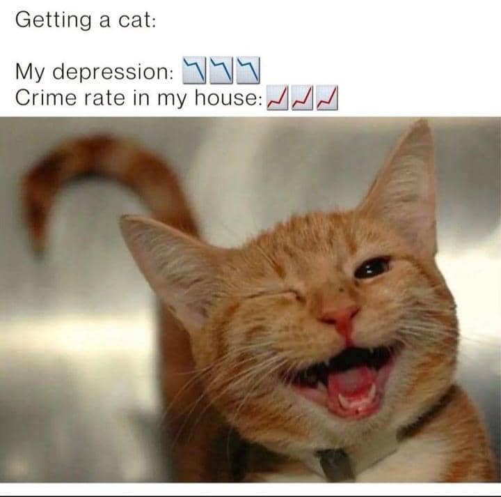 meme tindakan kriminal kucing