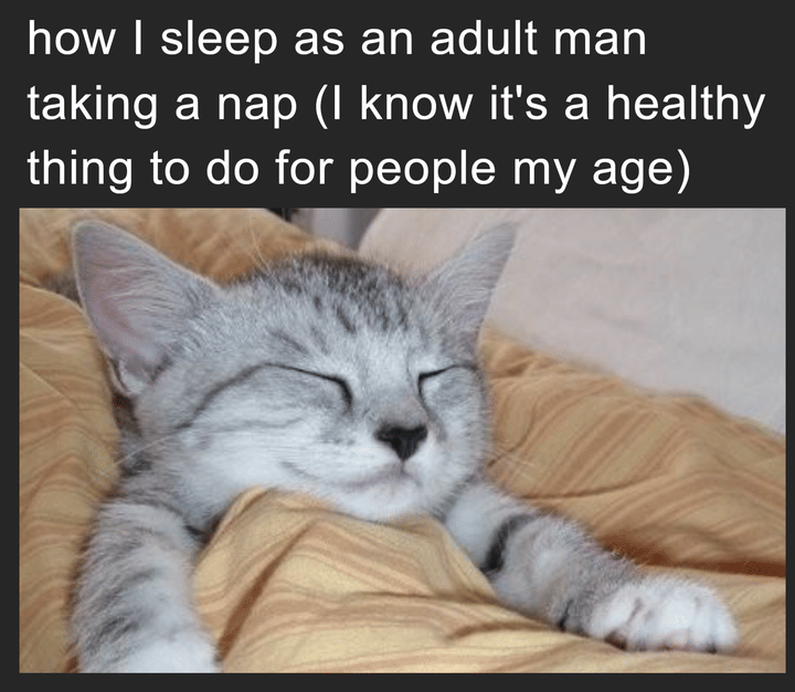 meme kucing tentang kehidupan dewasa