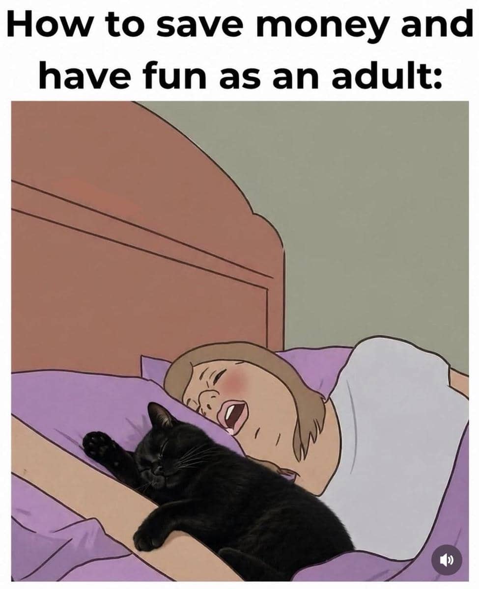 meme kucing tentang kehidupan dewasa