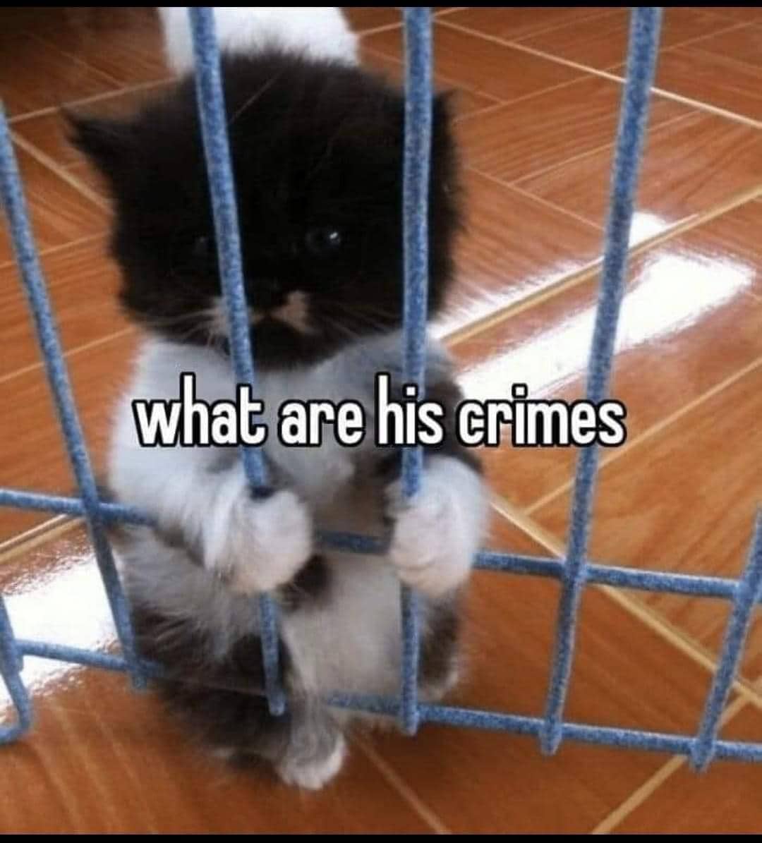 meme tindakan kriminal kucing