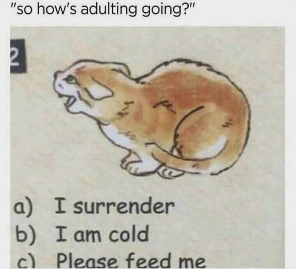 meme kucing tentang kehidupan dewasa