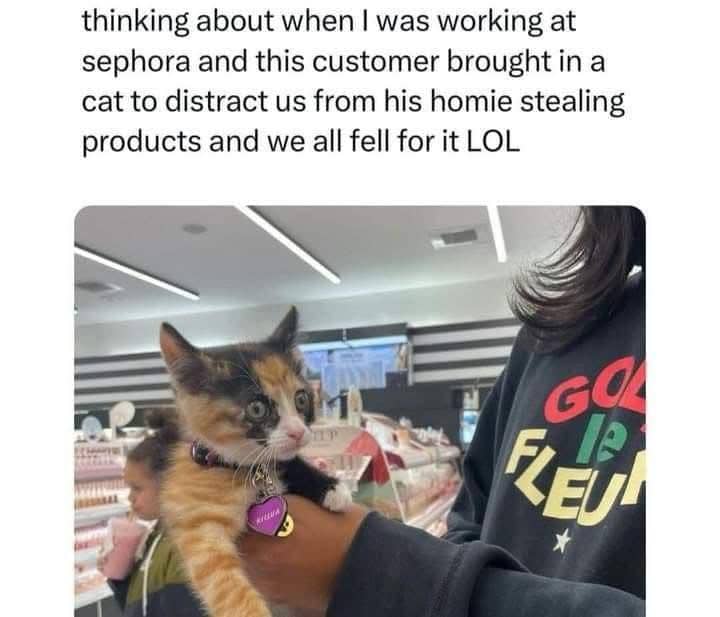 meme tindakan kriminal kucing