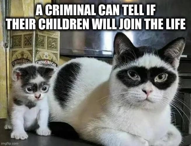 meme tindakan kriminal kucing