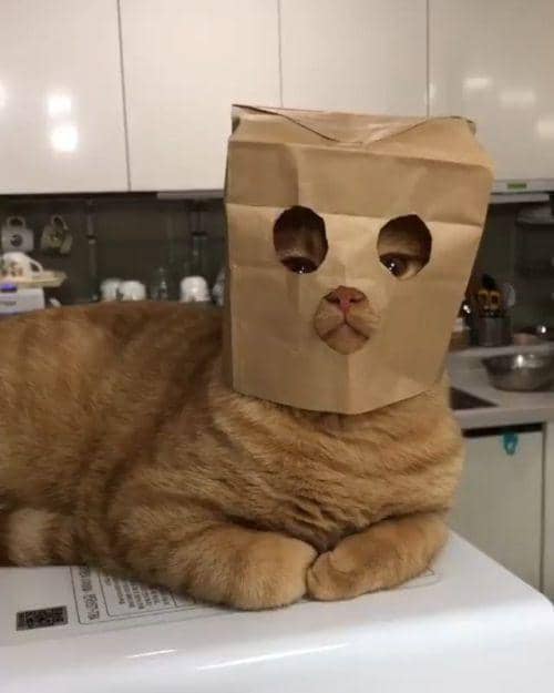 meme tindakan kriminal kucing