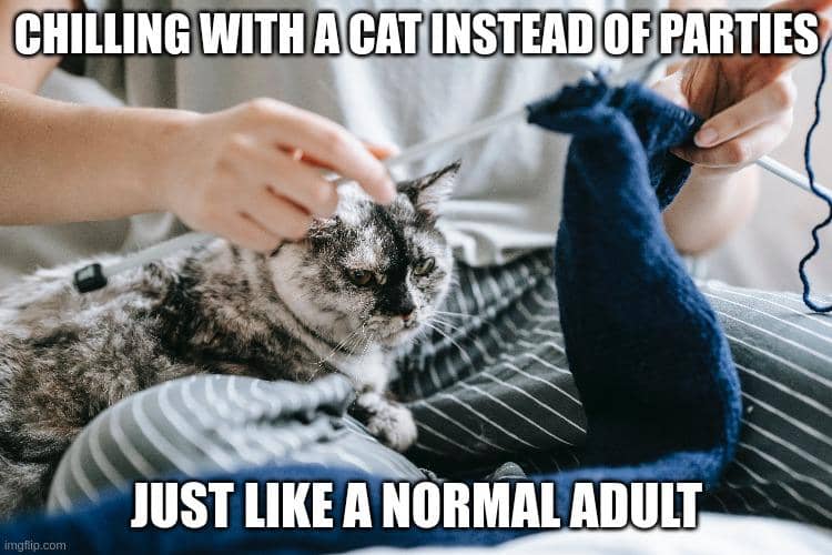 meme kucing tentang kehidupan dewasa