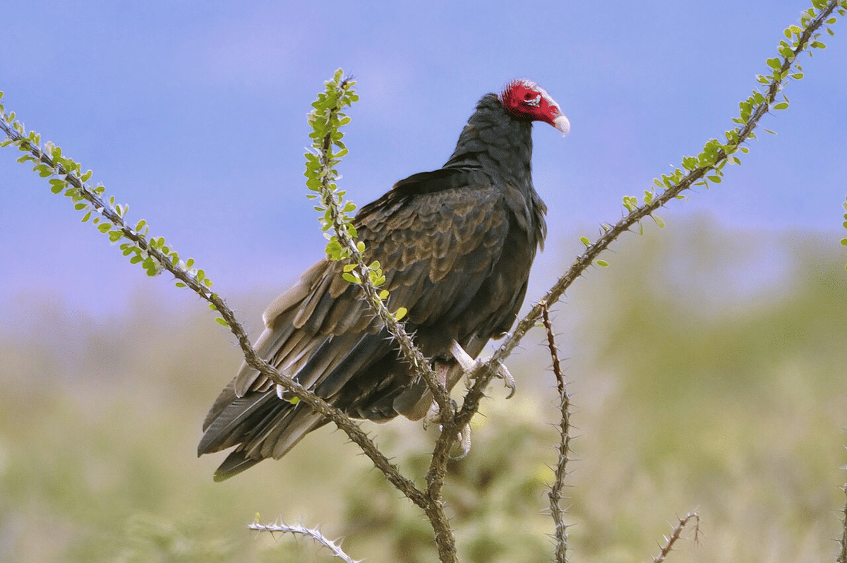 5 Burung Bangkai dari Brasil, Jadi Penyeimbang Ekosistem