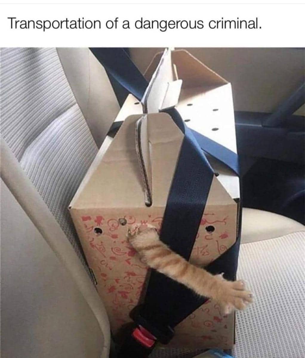 meme tindakan kriminal kucing