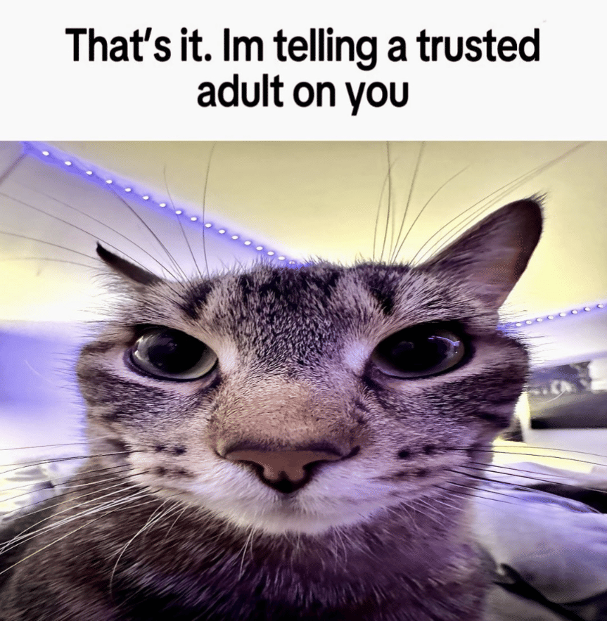 meme kucing tentang kehidupan dewasa