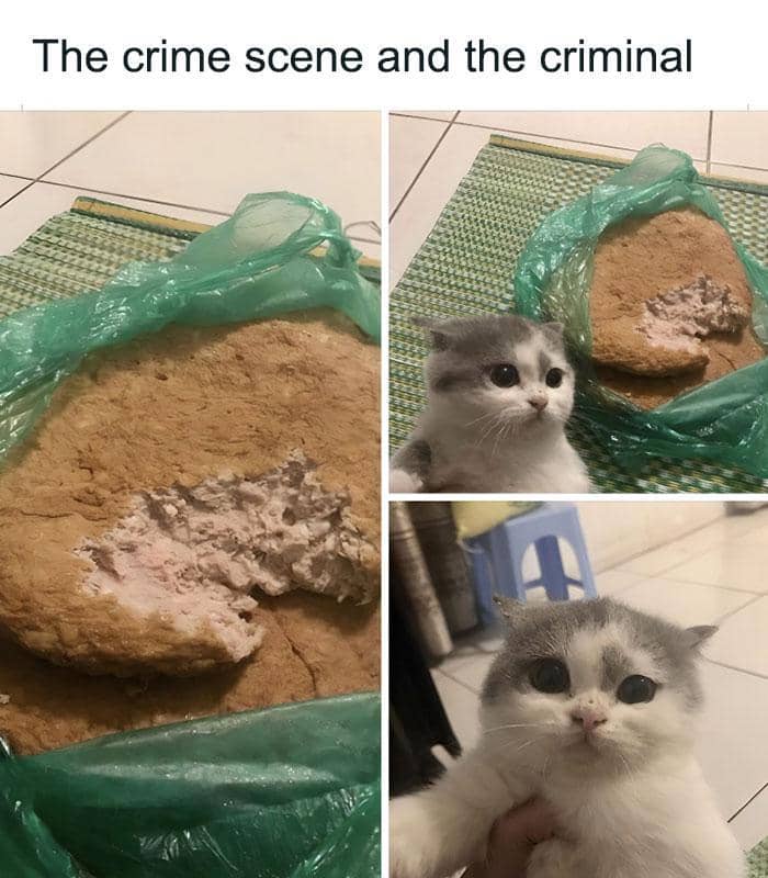 meme tindakan kriminal kucing