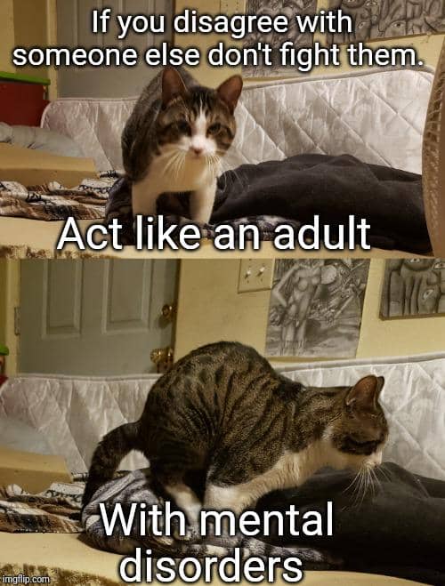 meme kucing tentang kehidupan dewasa