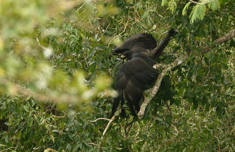 elang hitam di puncak pohon