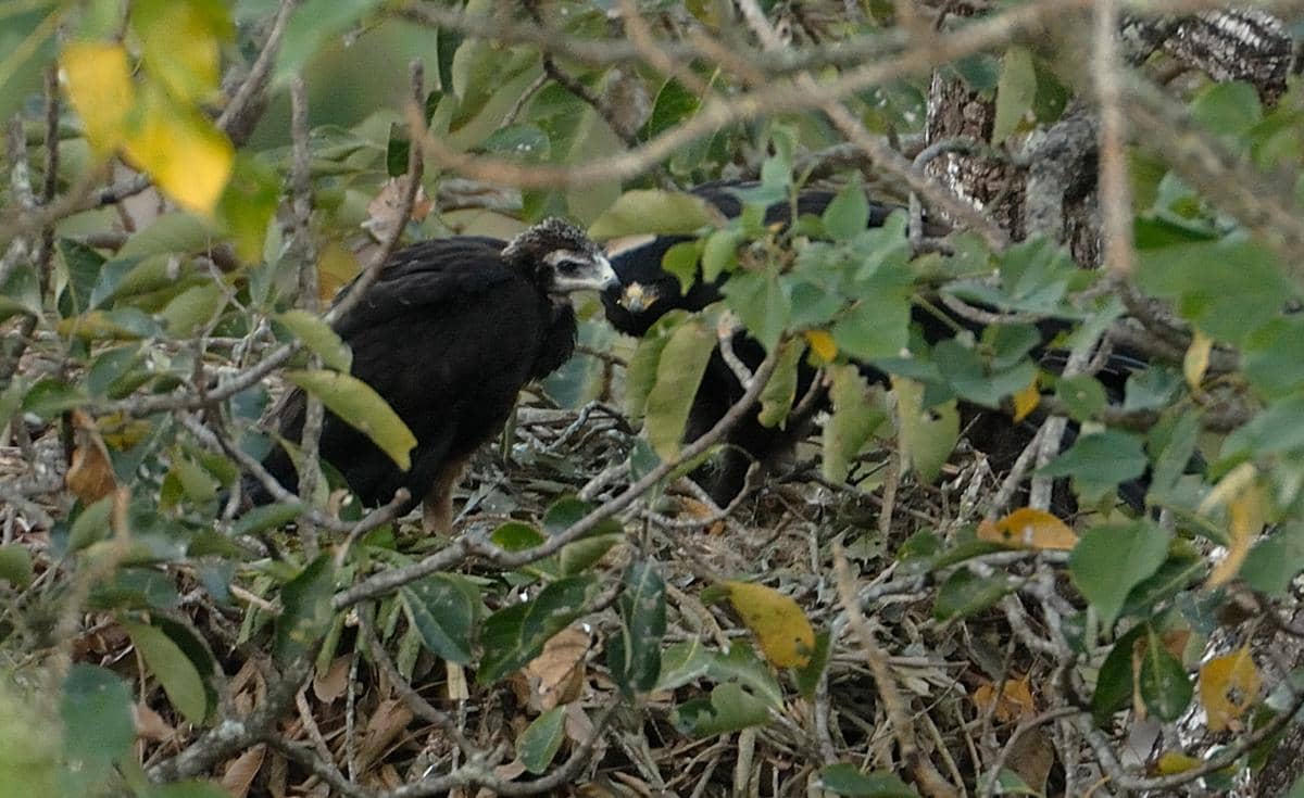 induk dan anak elang hitam di sarang