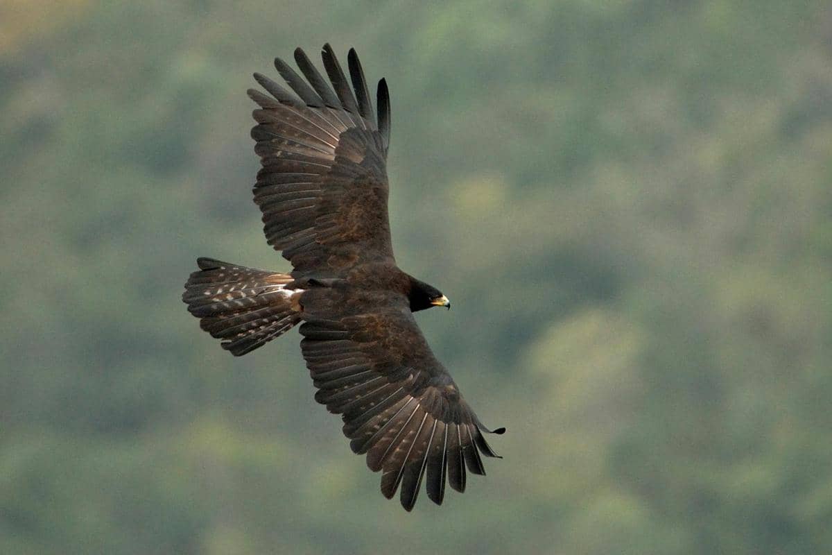 7 Fakta Unik Elang Hitam, Predator Perkasa di Langit Indonesia