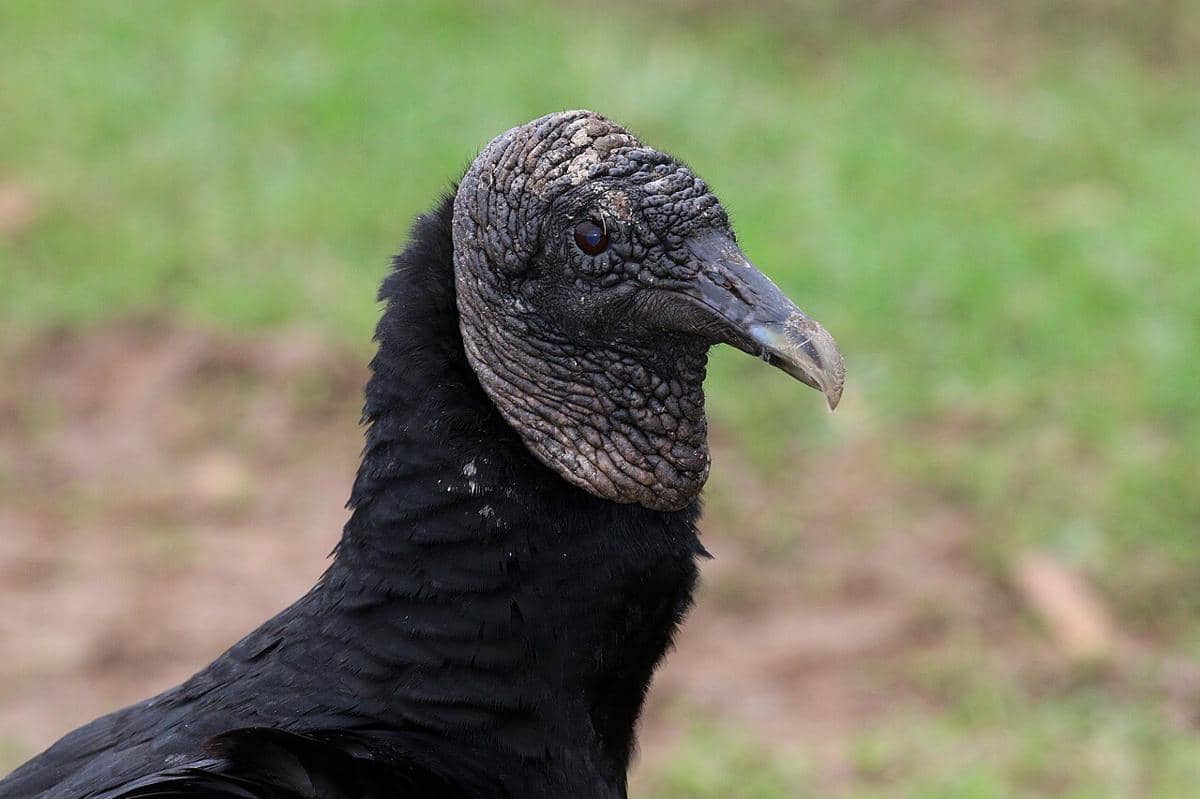 burung bangkai hitam