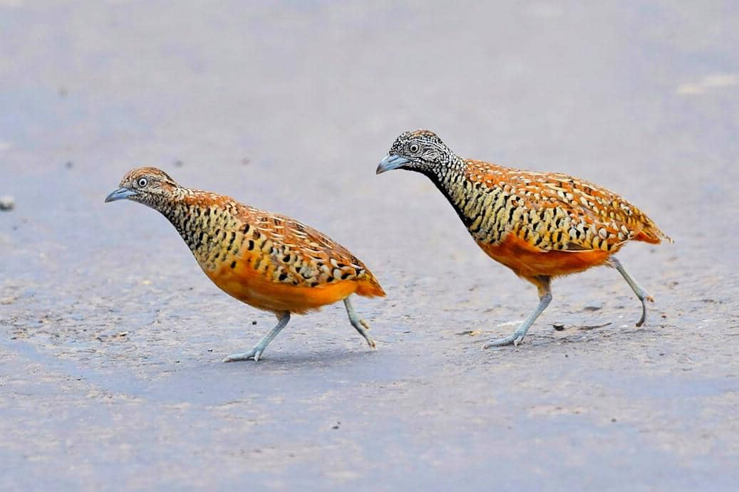 Sepasang burung gemak menyeberangi jalan.