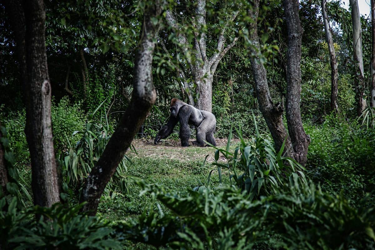 ilustrasi Virunga National Park Republik Demokratik Kongo 