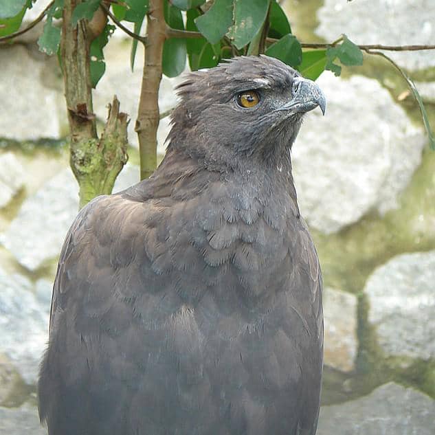 tampak dekat elang hitam