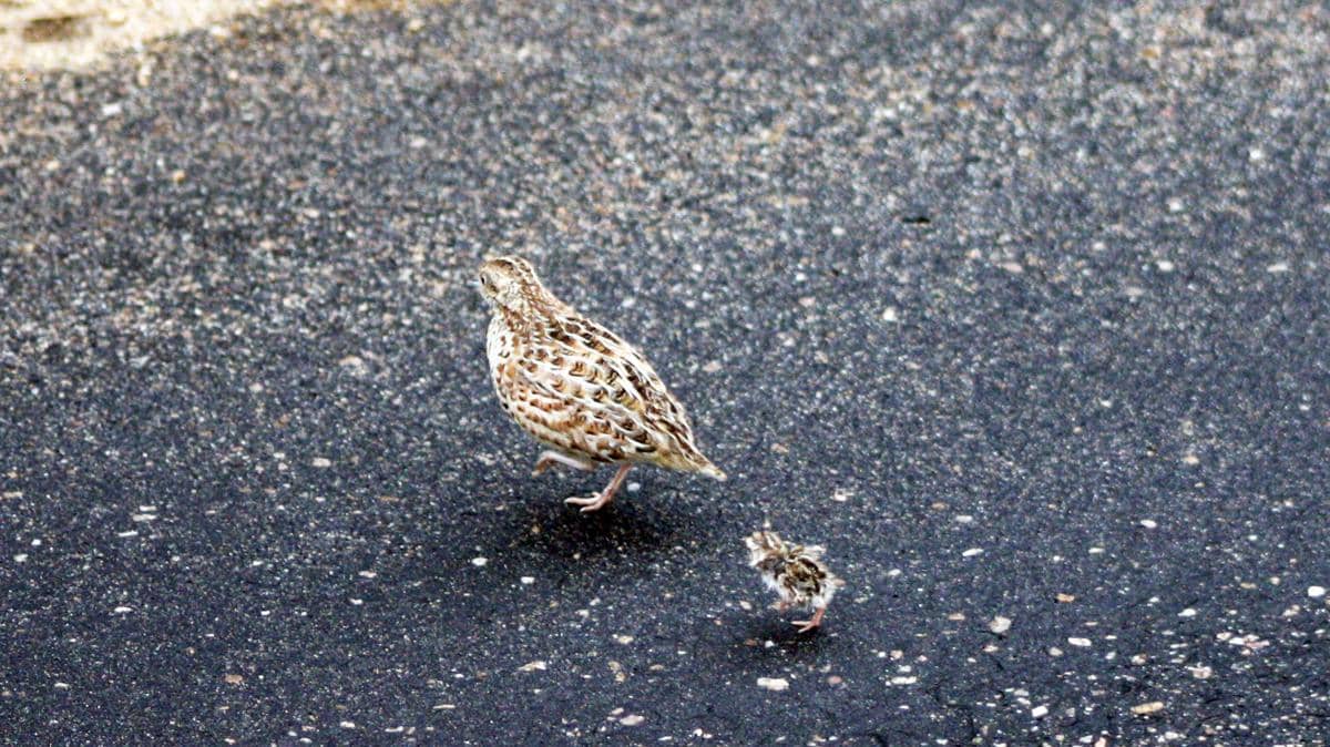 induk dan anakan burung gemak tegalan