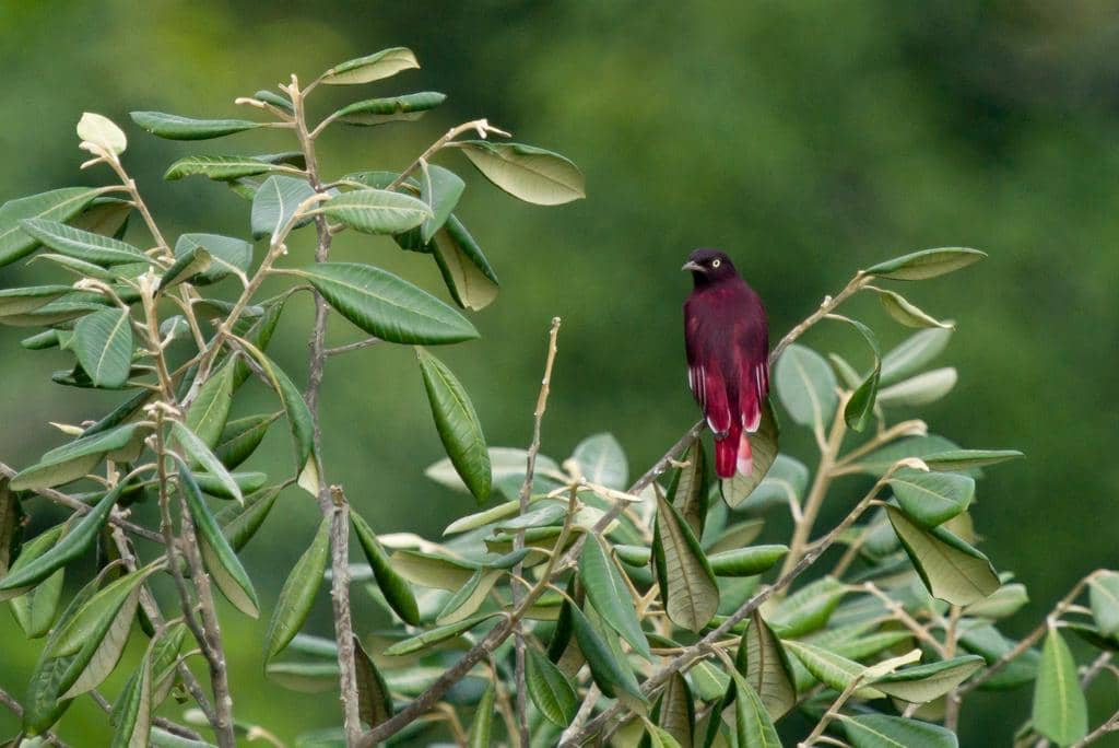 Burung Xipholena punicea