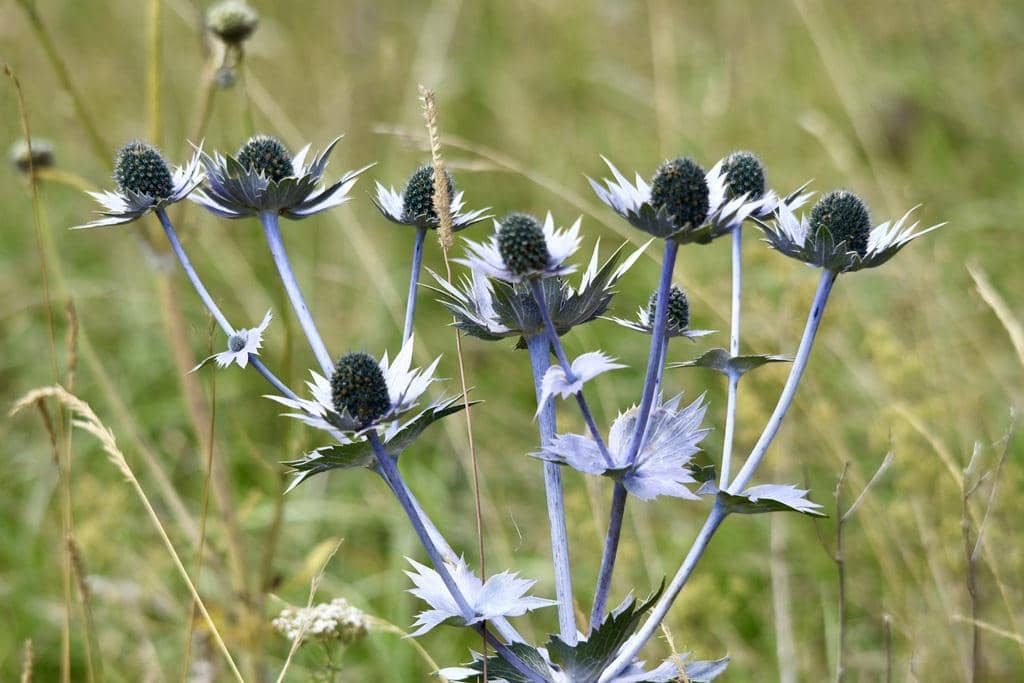 Tanaman Eryngium giganteum