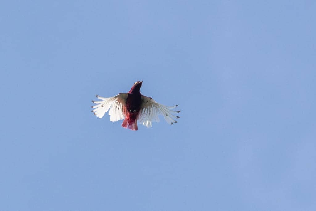 Burung Xipholena punicea