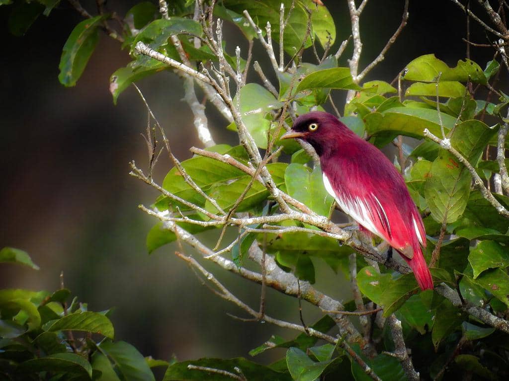 Burung Xipholena punicea