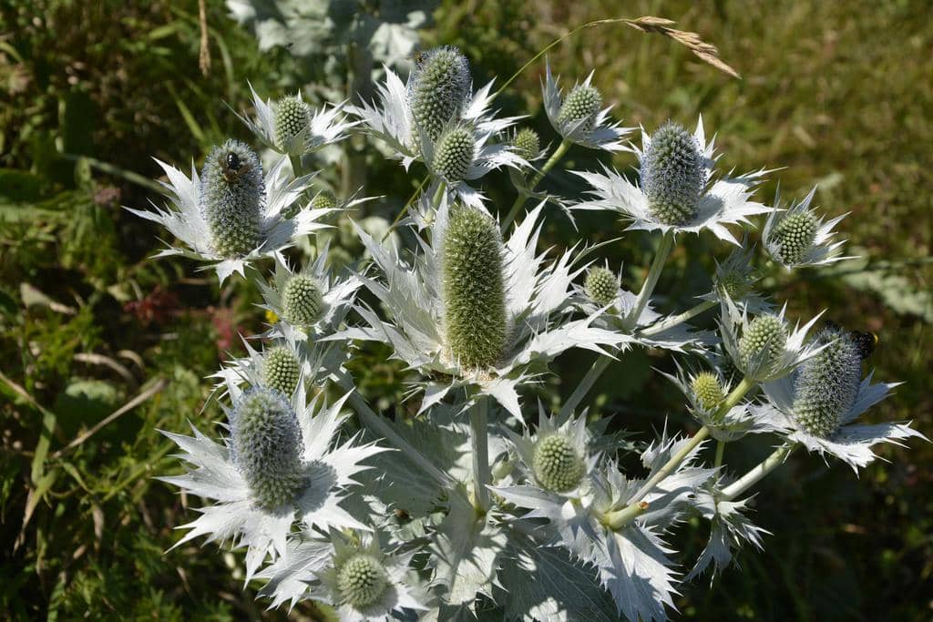 Tanaman Eryngium giganteum