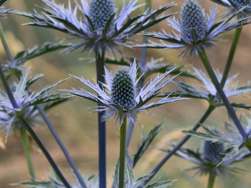 Tanaman Eryngium giganteum