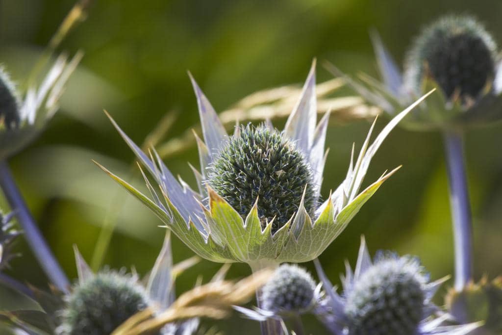 Tanaman Eryngium giganteum