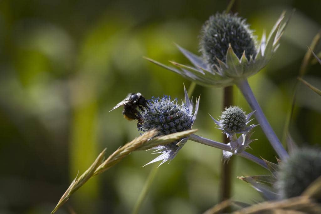 Tanaman Eryngium giganteum