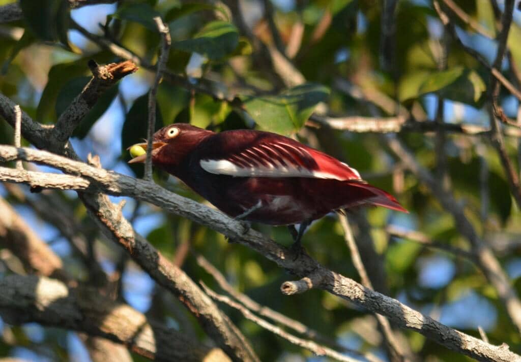 Burung Xipholena punicea