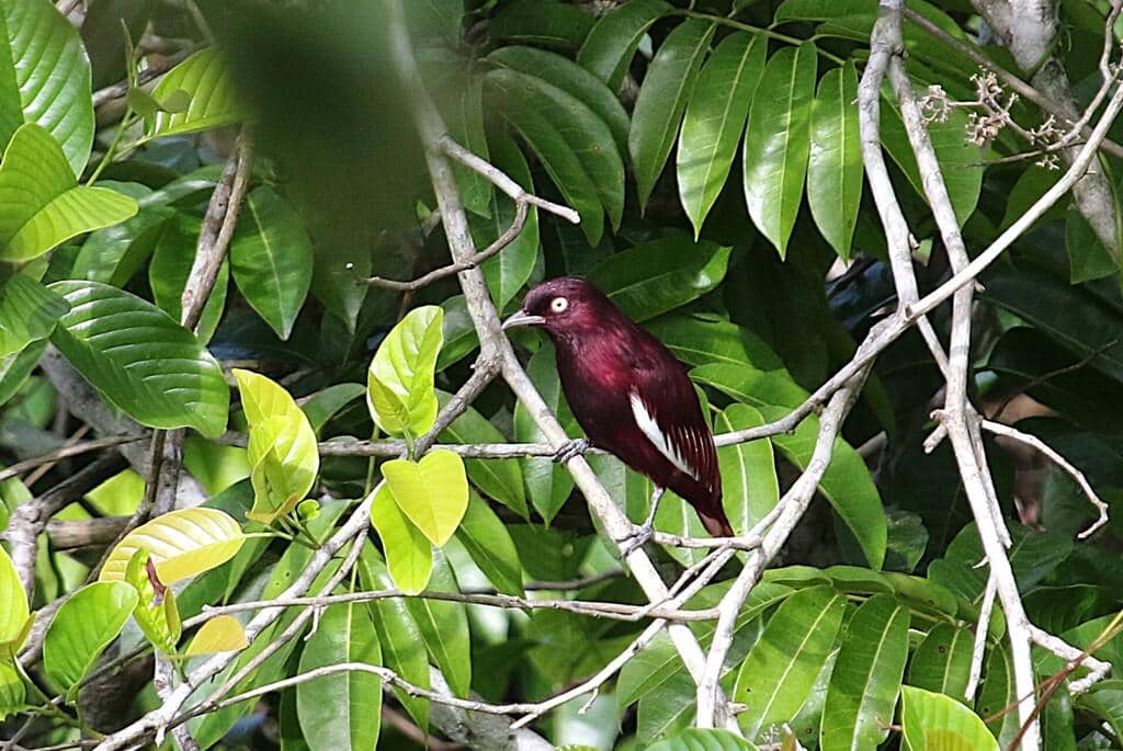 Burung Xipholena punicea