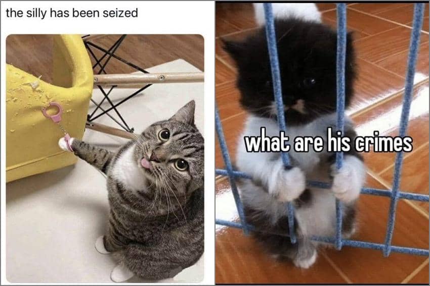 8 Meme Tindakan Kriminal Kucing, Sampai Masuk Penjara?