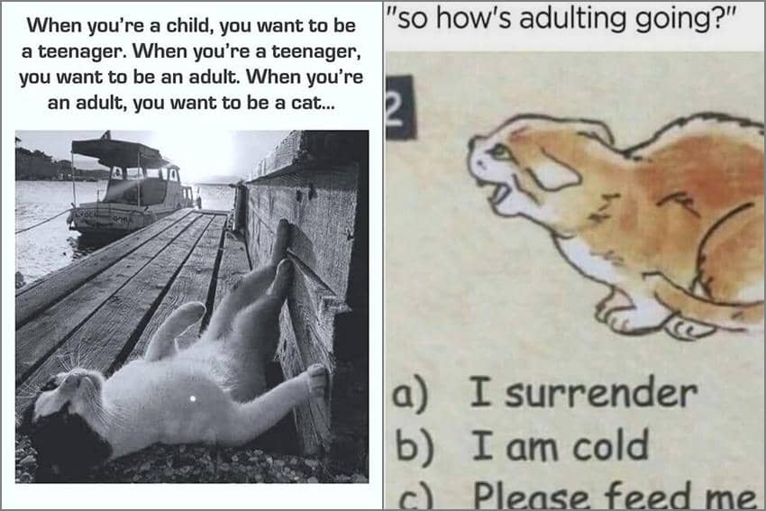 8 Meme Kucing tentang Kehidupan Dewasa, Keras Banget!