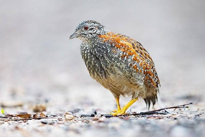 tampak dekat burung gemak kembang betina