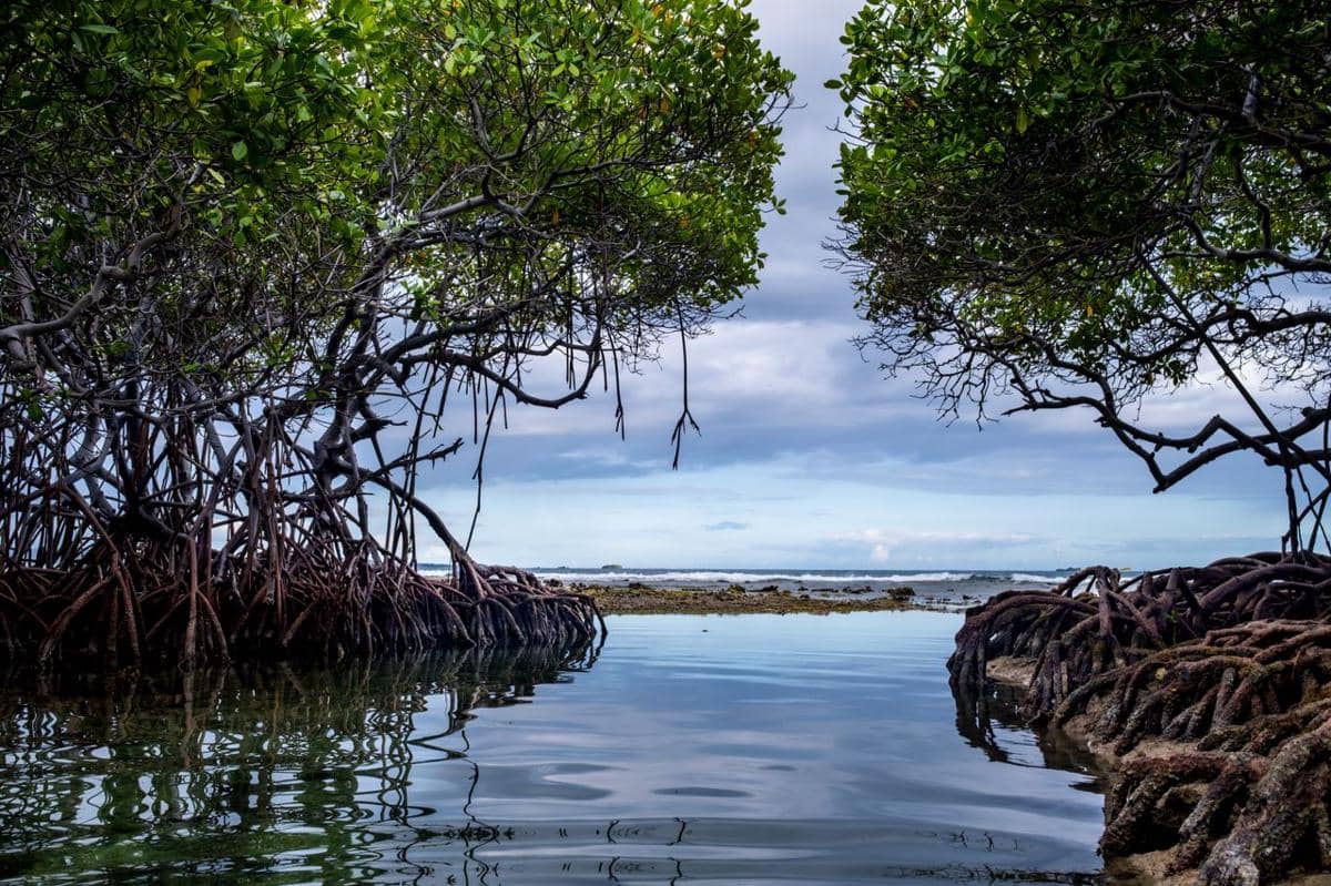 ilustrasi mangrove dan pesisir
