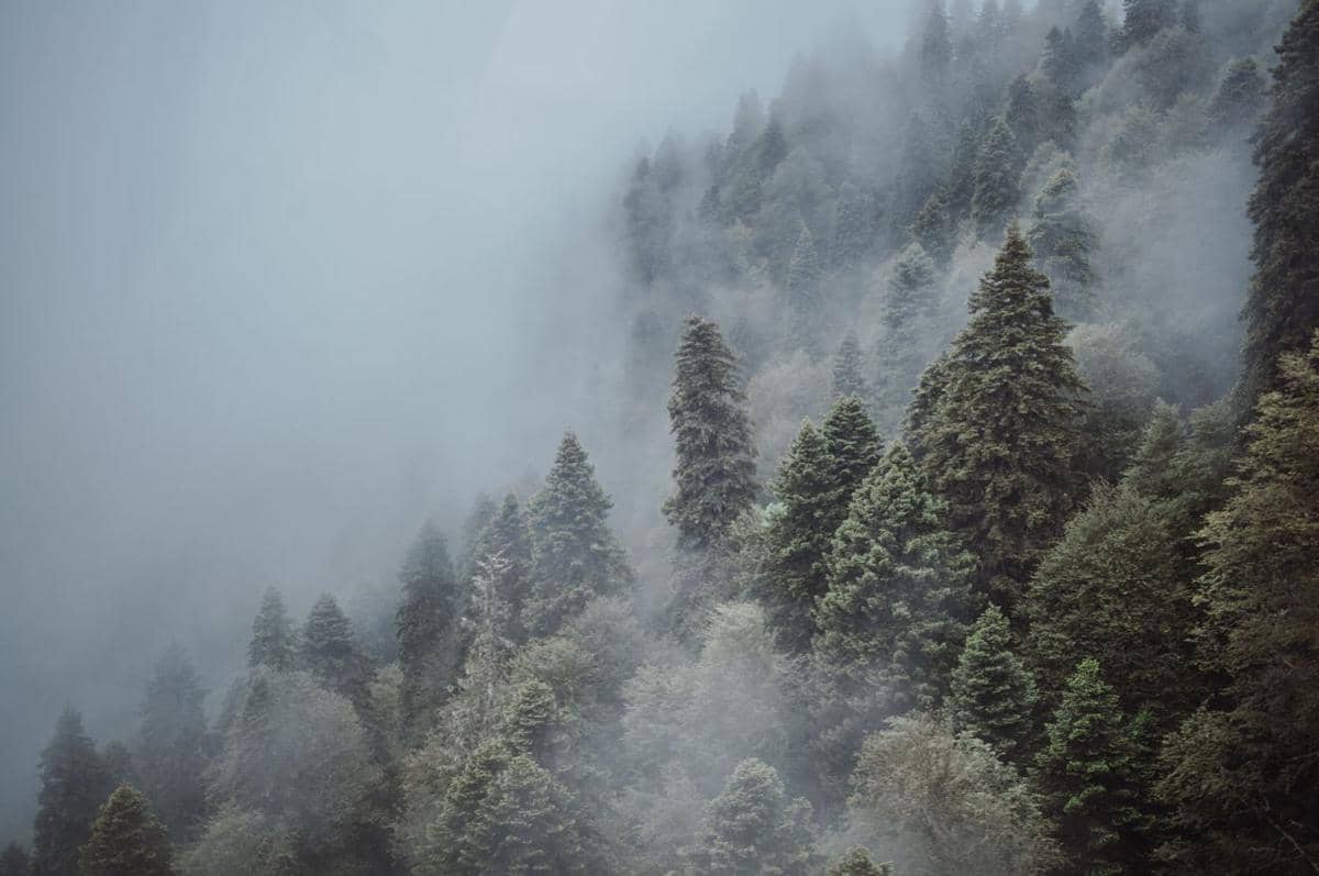 ilustrasi kabut