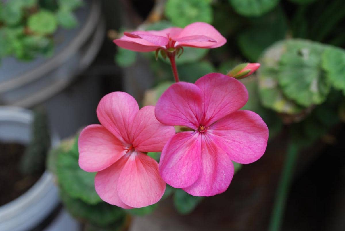 ilustrasi geranium