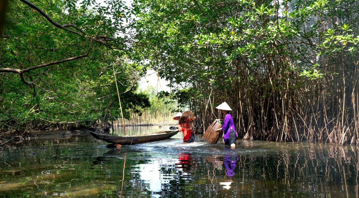ilustrasi hutan mangrove